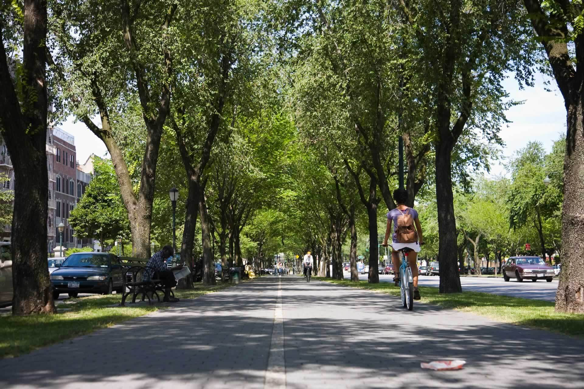 Tree-lined parkway path in summer
